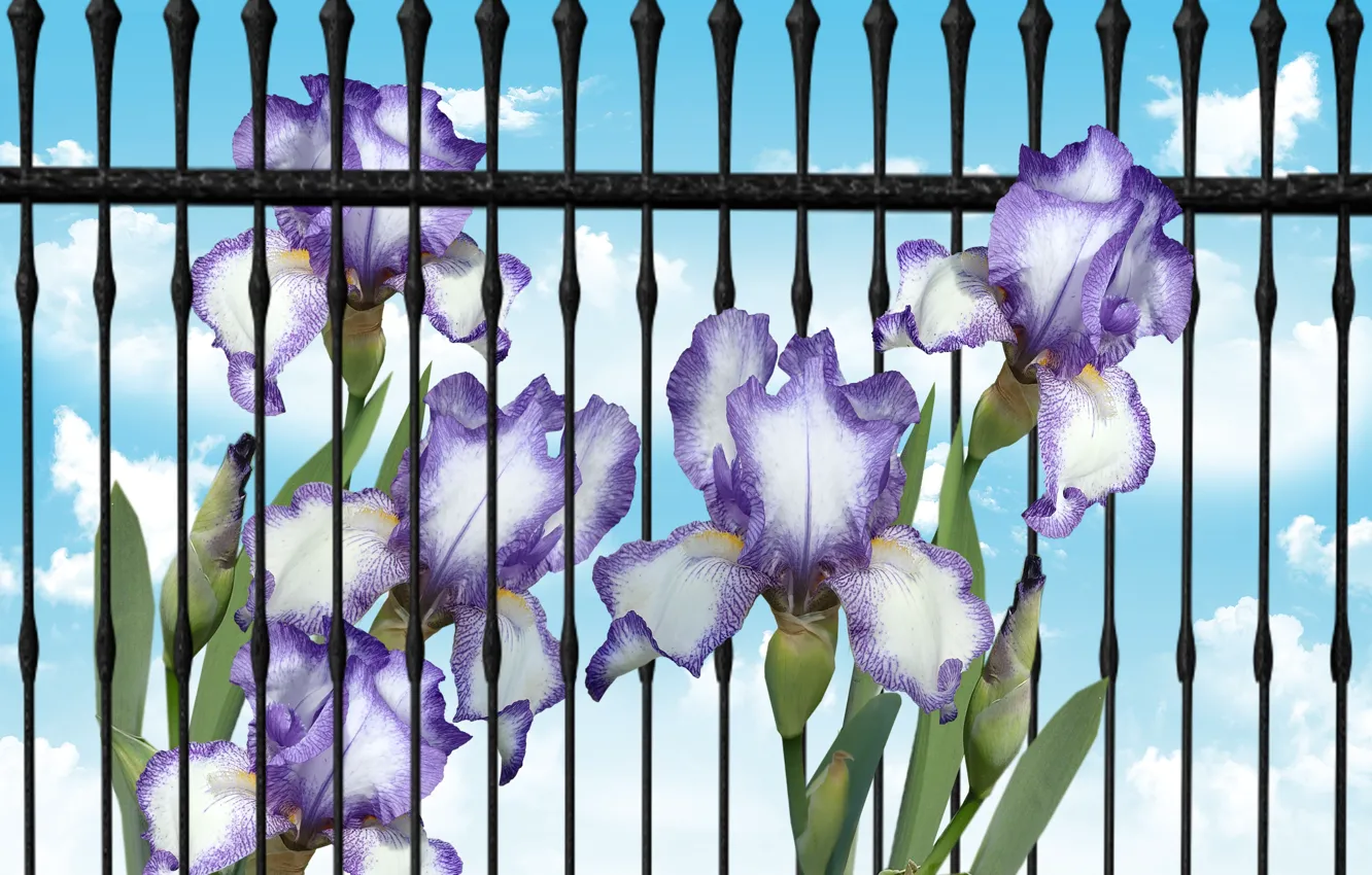 Photo wallpaper flower, garden, spring, iris