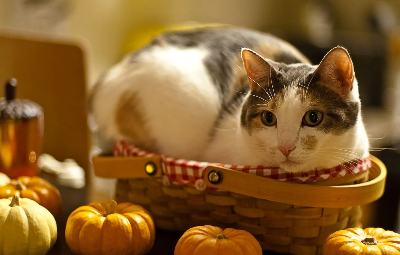 Photo wallpaper cat, look, face, macro, table, fright, basket, pumpkin