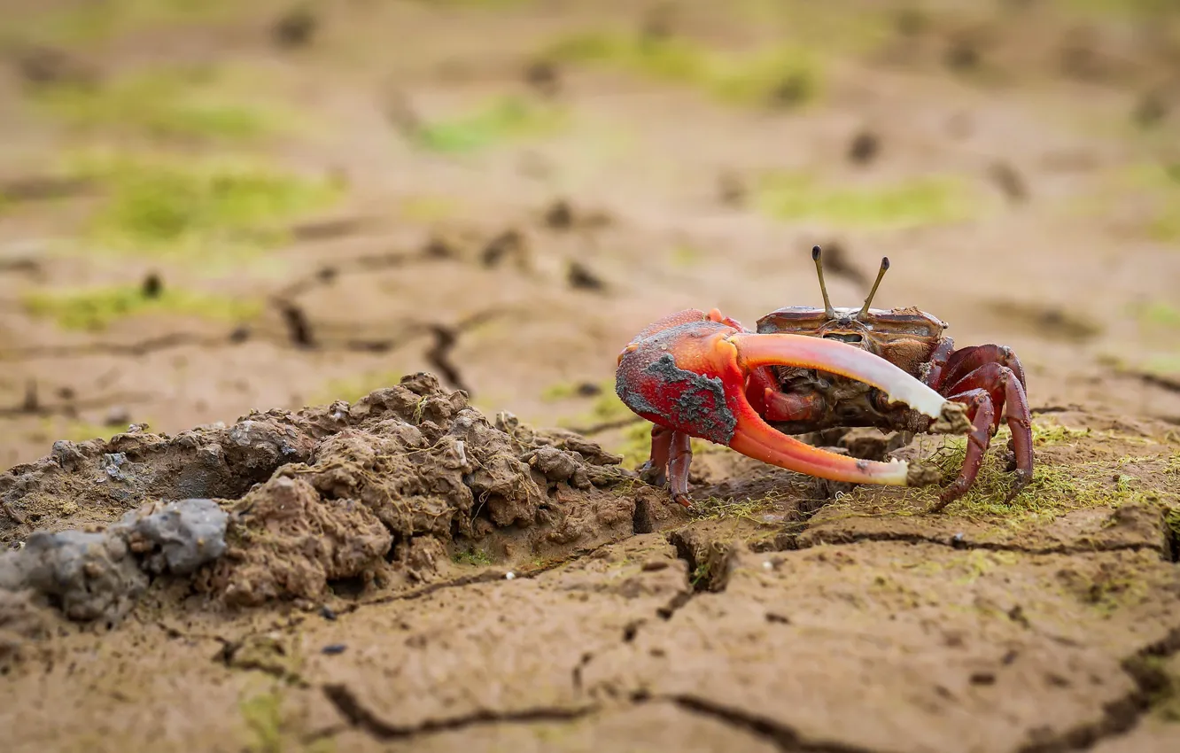 Photo wallpaper red, cracked, earth, crab, crab, blurred background, the ground, claws