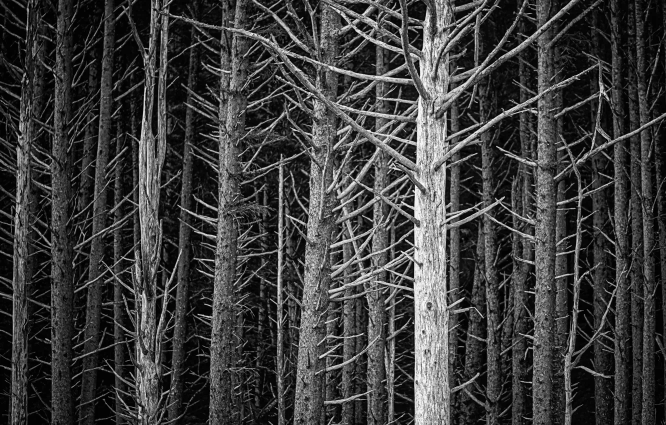 Photo wallpaper forest, trees, nature