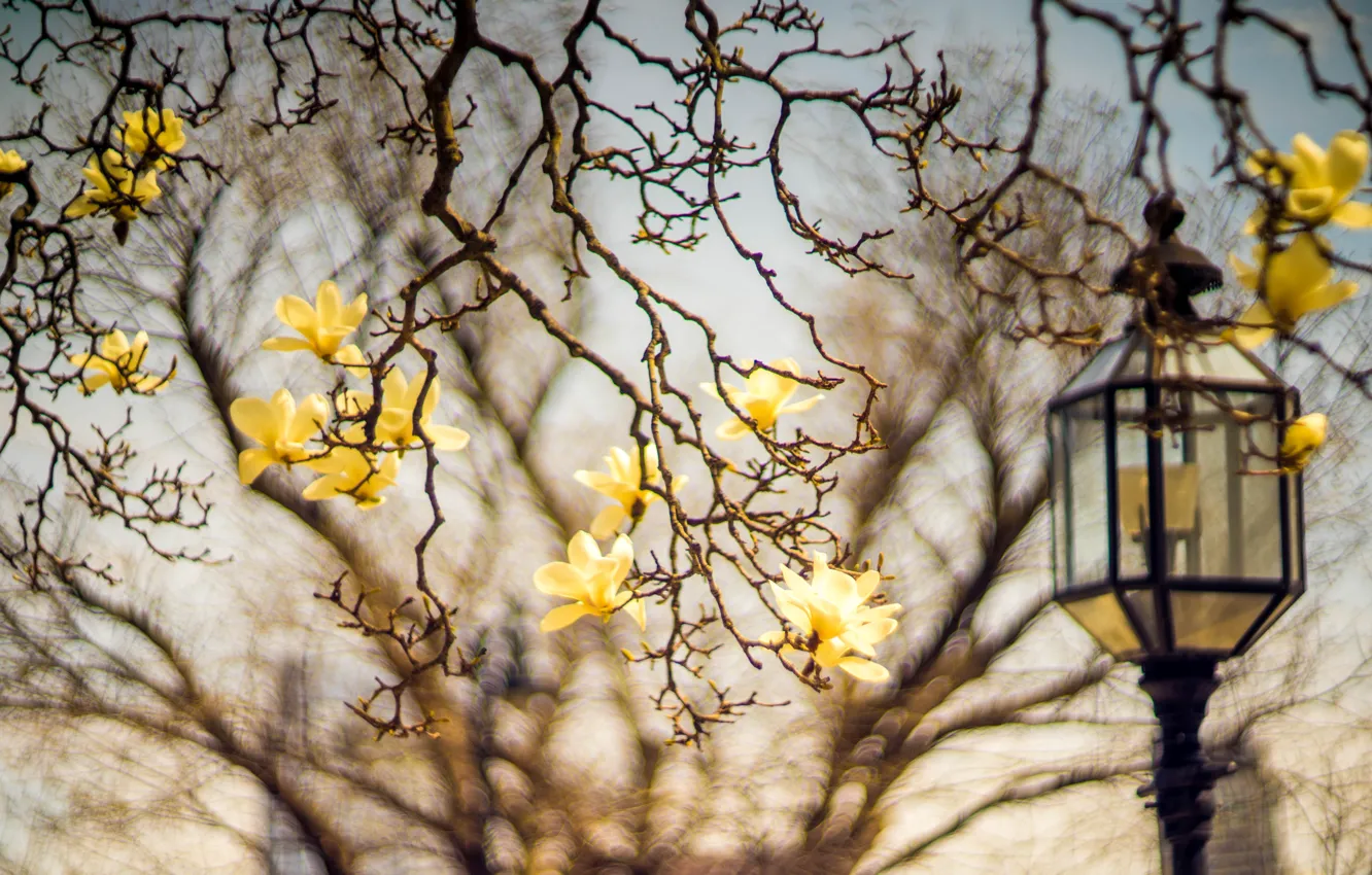 Photo wallpaper flowers, branches, blur, spring, yellow, lantern, flowering, bokeh