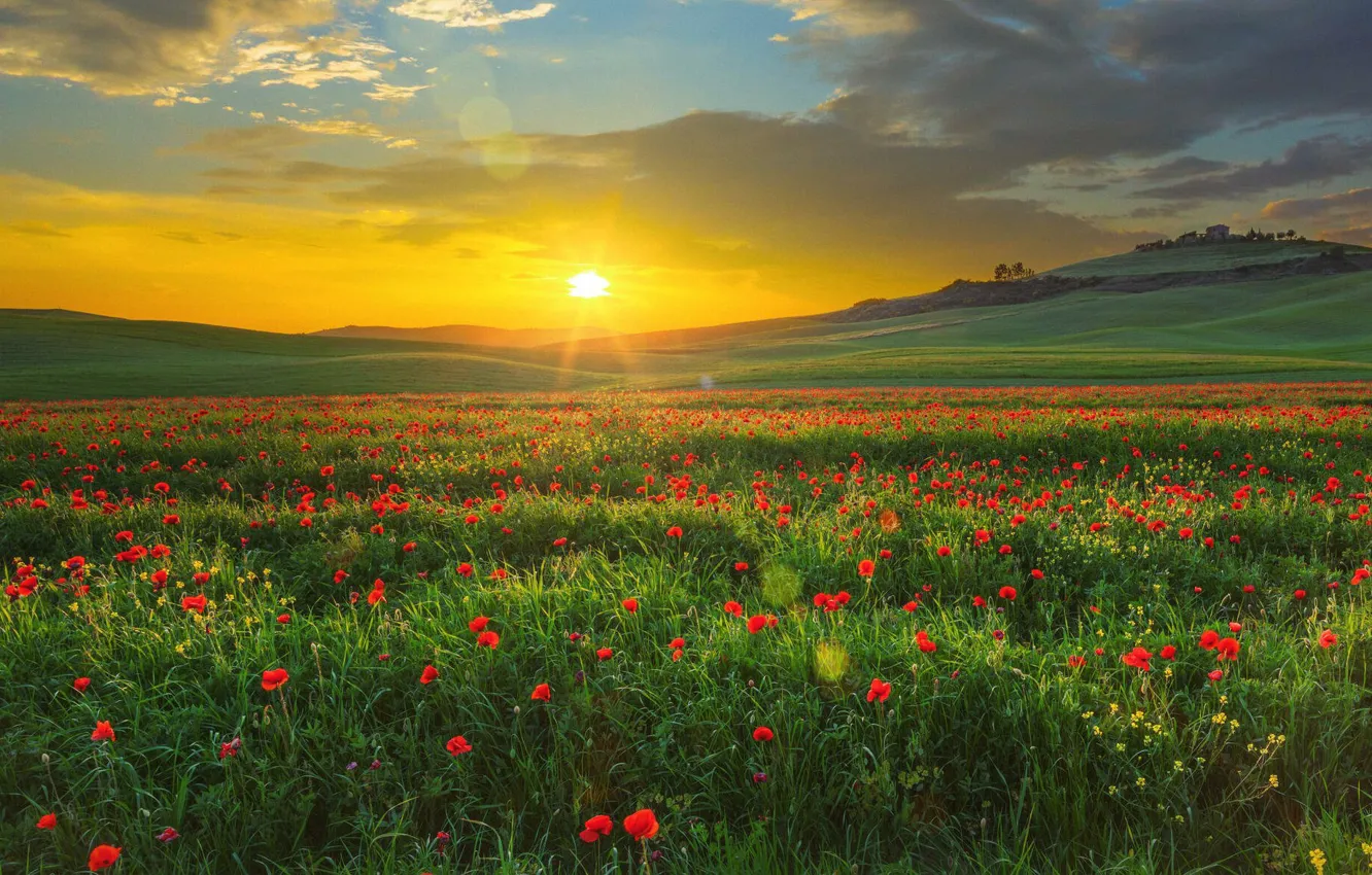 Photo wallpaper summer, the sun, flowers, Maki, meadow, poppy field
