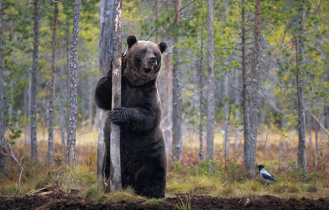 Photo wallpaper forest, nature, bear