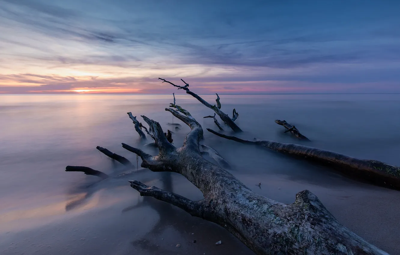 Photo wallpaper sea, the sky, trees
