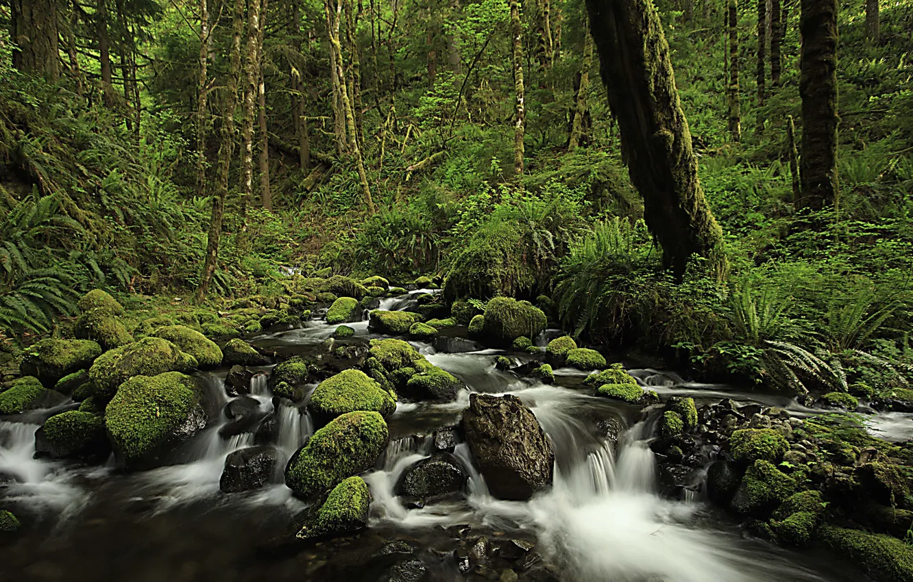 Photo wallpaper forest, river, Oregon, Columbia River Gorge