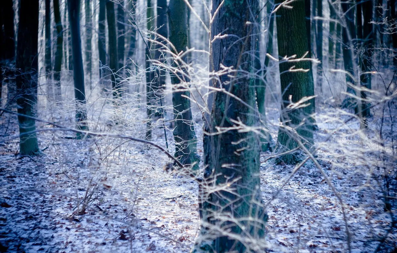 Photo wallpaper autumn, forest, trees, nature