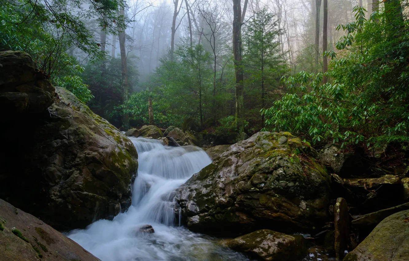 Photo wallpaper forest, nature, fog, stream, stones