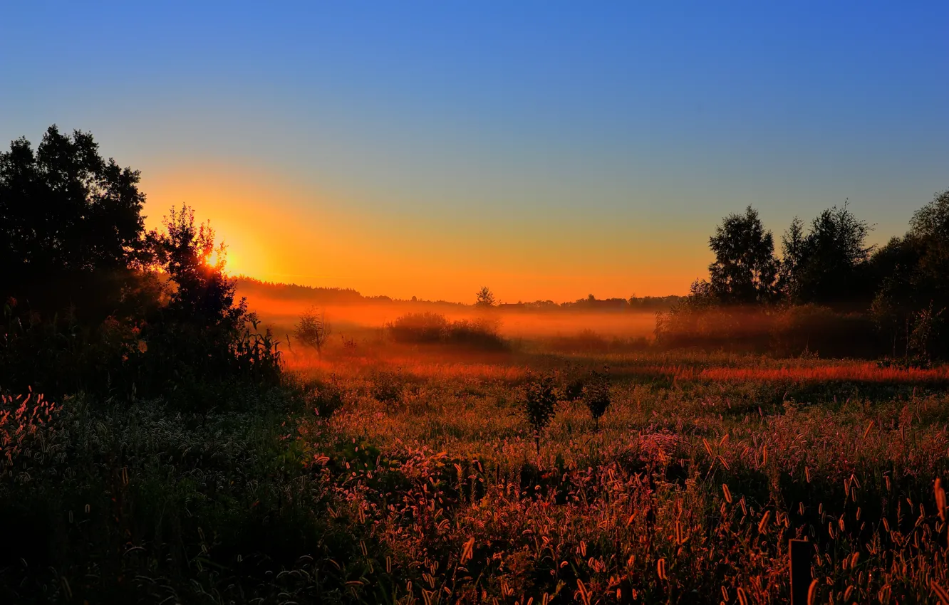 Photo wallpaper forest, the sun, trees, nature, fog, dawn, early in the morning, Poliana. field
