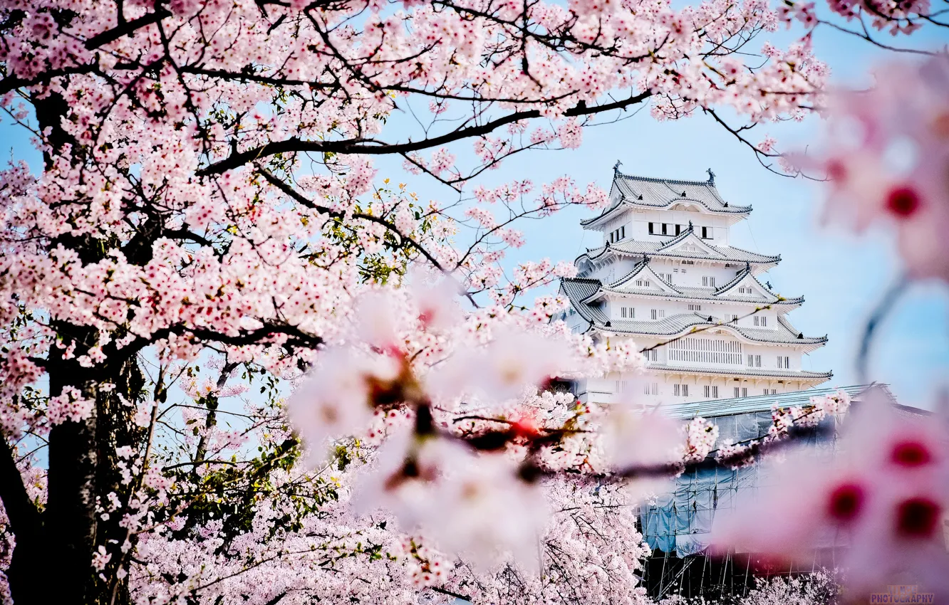 Photo wallpaper castle, spring, Japan, Sakura, pagoda, Palace