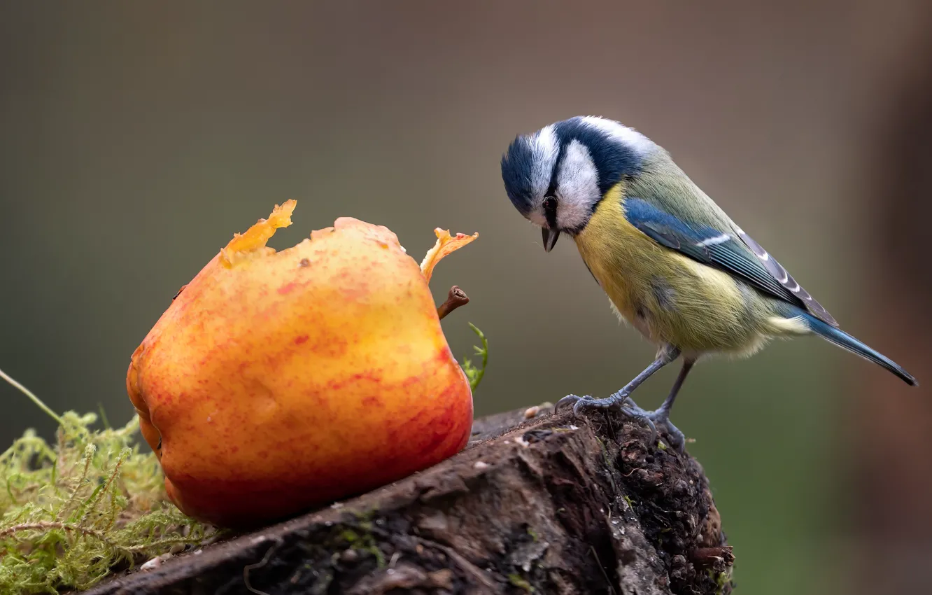 Photo wallpaper yellow, pose, background, bird, apples, moss, stump, tit
