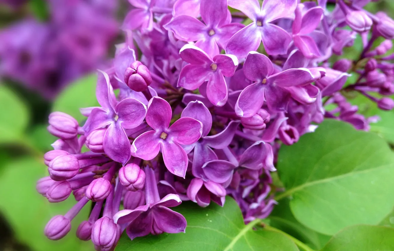 Photo wallpaper purple, leaves, flowers, branches, nature, spring, lilac