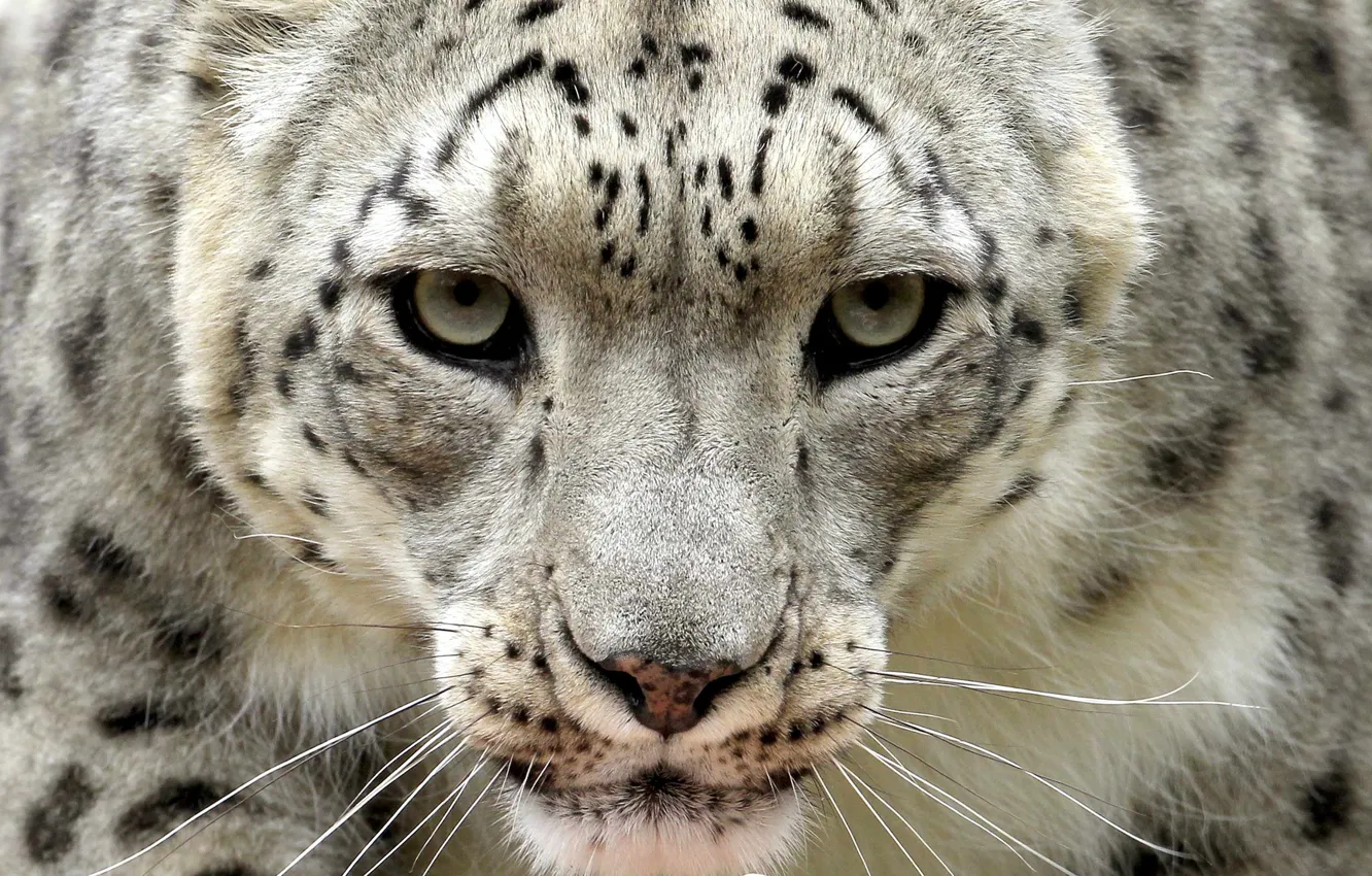 Photo wallpaper look, IRBIS, snow leopard