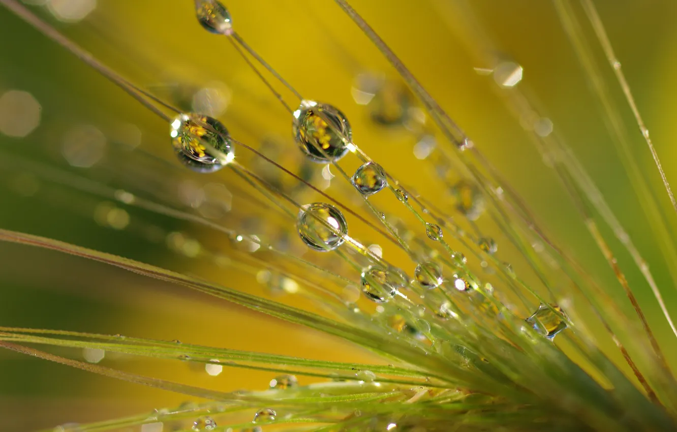Photo wallpaper grass, drops, macro, nature, Rosa, morning