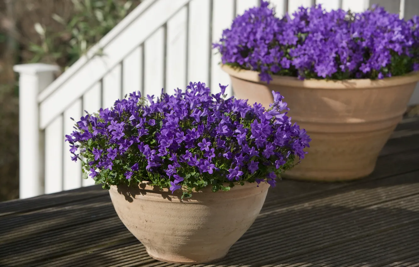 Photo wallpaper purple, flowers, bells, pots