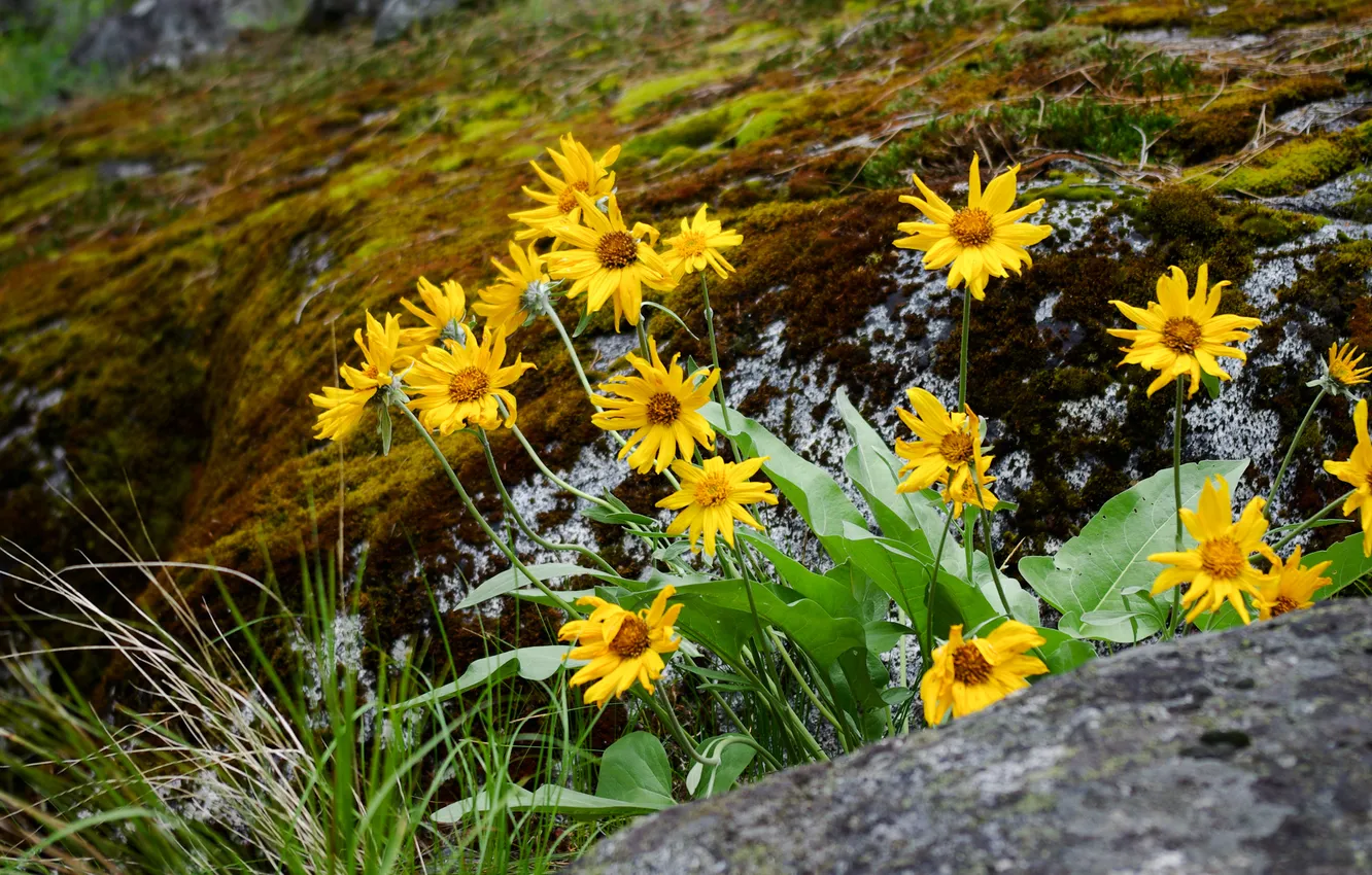 Photo wallpaper grass, flowers, yellow, nature, stones, moss