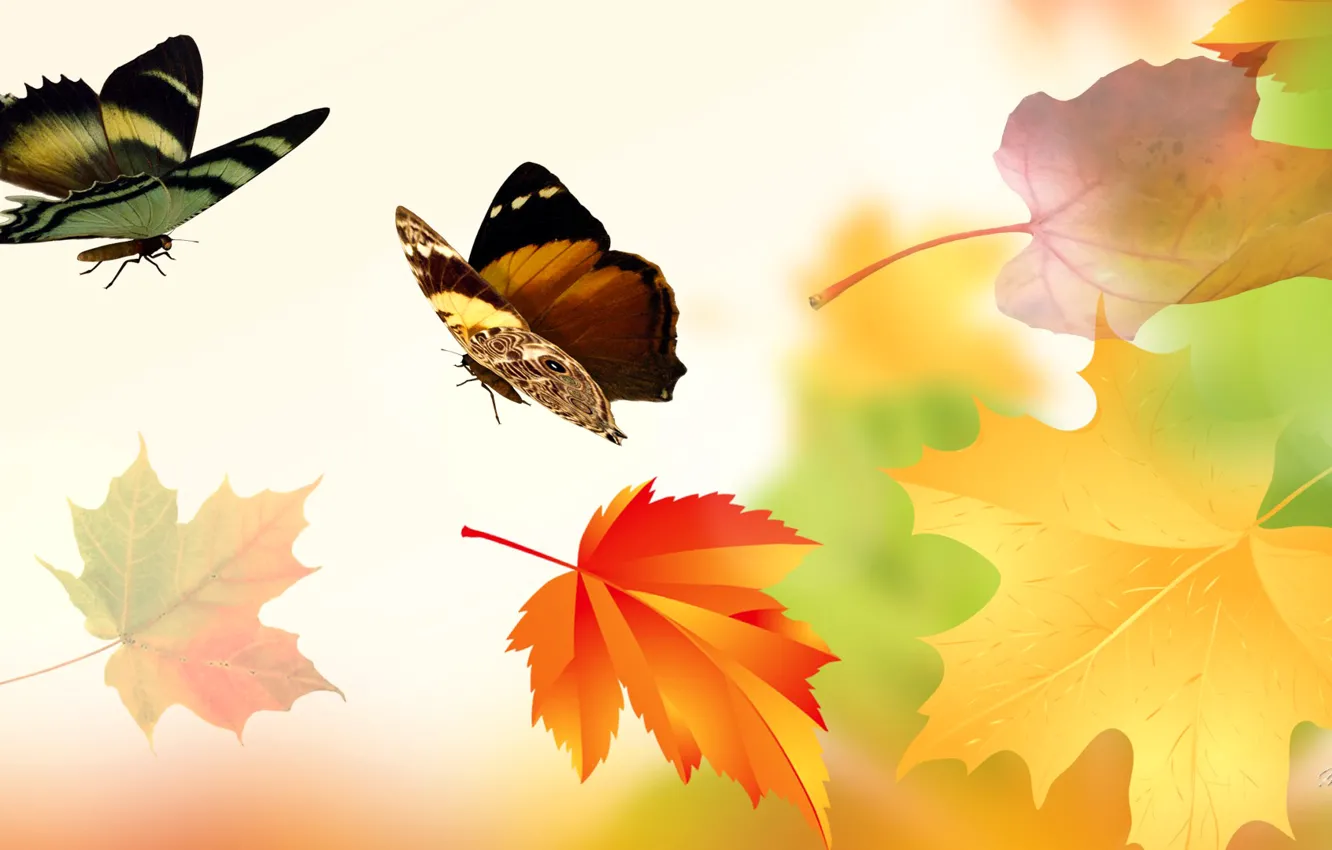Photo wallpaper autumn, leaves, collage, butterfly, wings