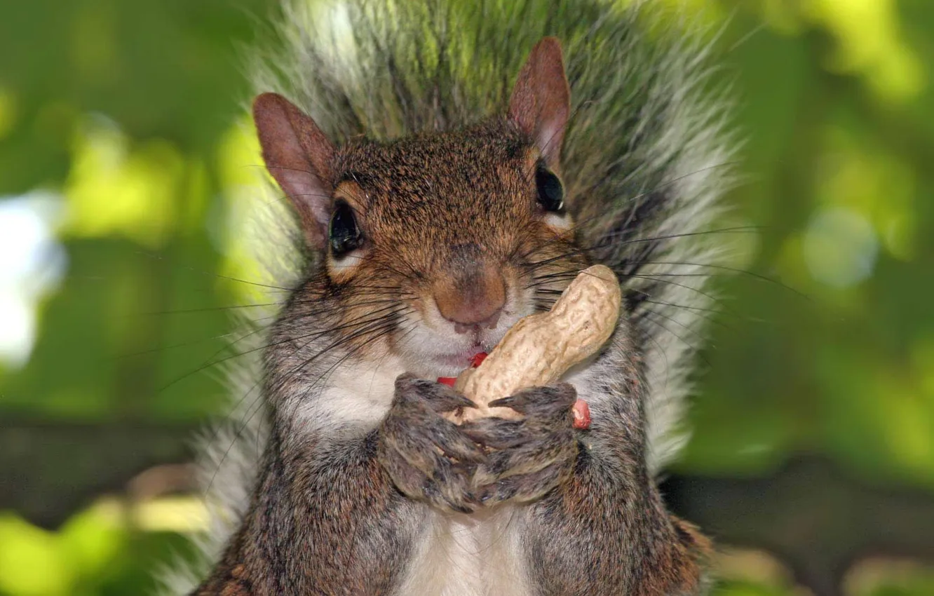 Photo wallpaper face, legs, protein, nuts