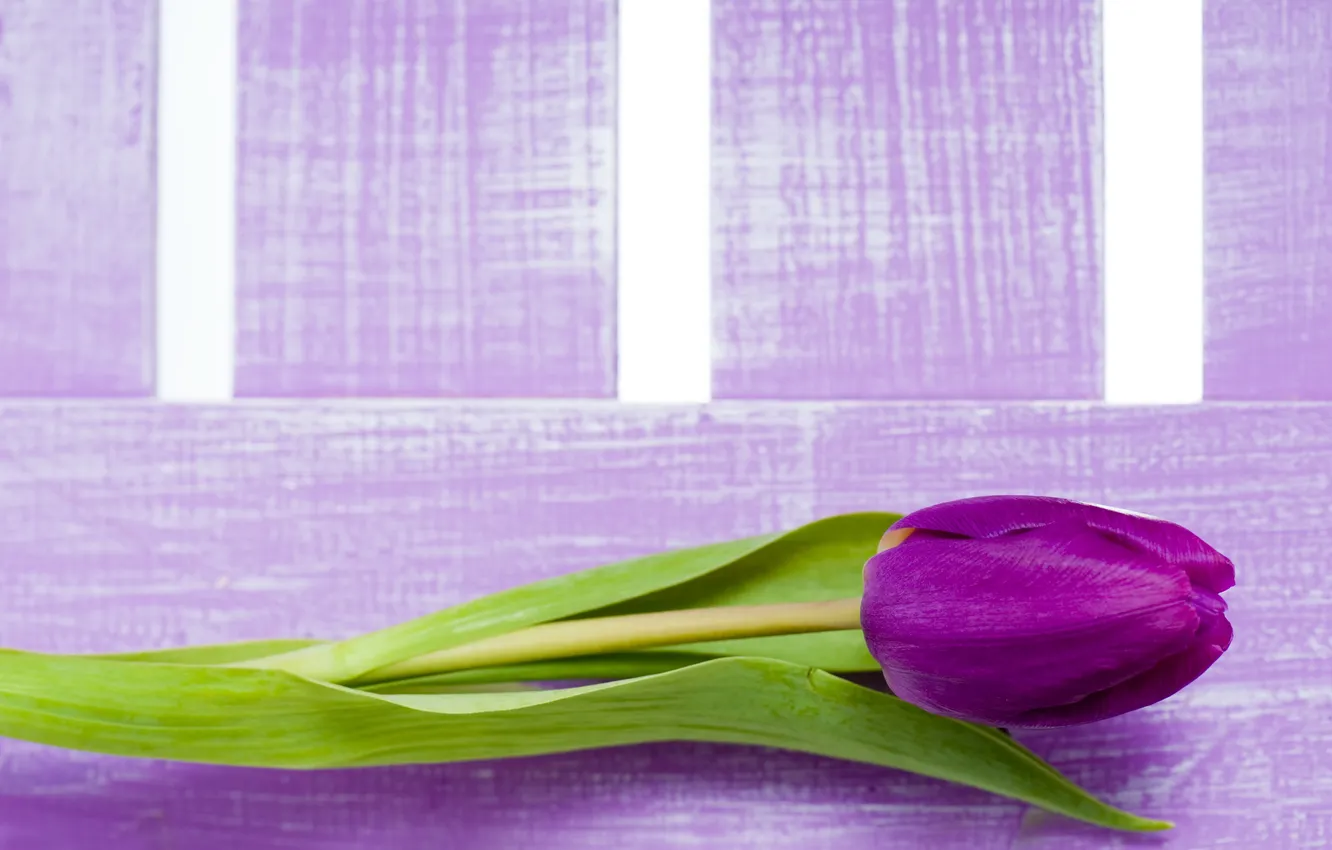 Photo wallpaper flowers, purple, tulips