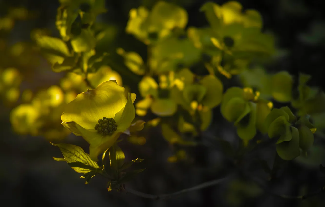 Photo wallpaper leaves, trees, flowers, green, buds