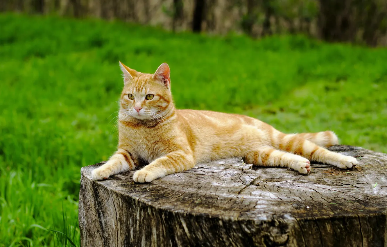 Photo wallpaper cat, summer, stump