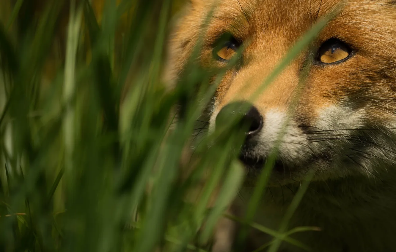 Photo wallpaper grass, face, Fox, Fox