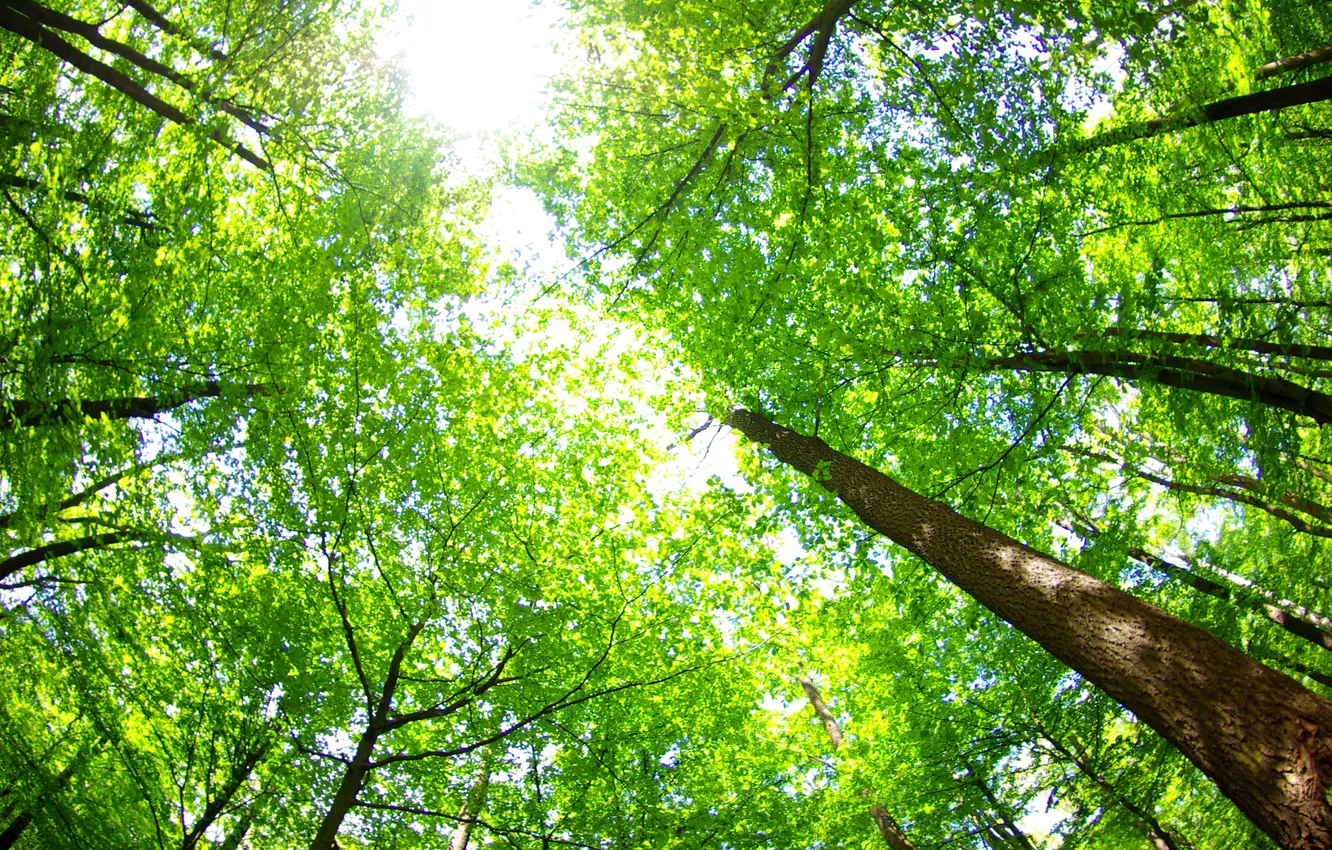 Photo wallpaper summer, the sky, leaves, trees, nature, green
