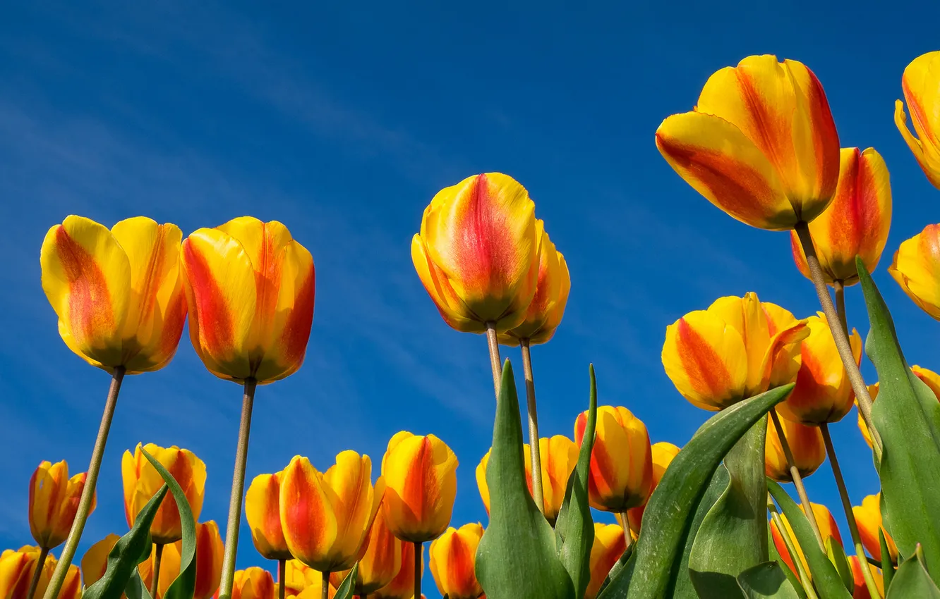 Photo wallpaper the sky, leaves, nature, petals, tulips