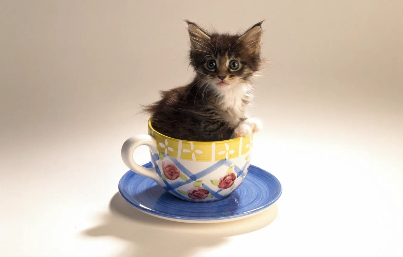 Photo wallpaper Cup, kitty, saucer