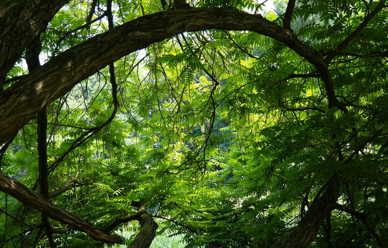 Photo wallpaper forest, nature, tree, green foliage