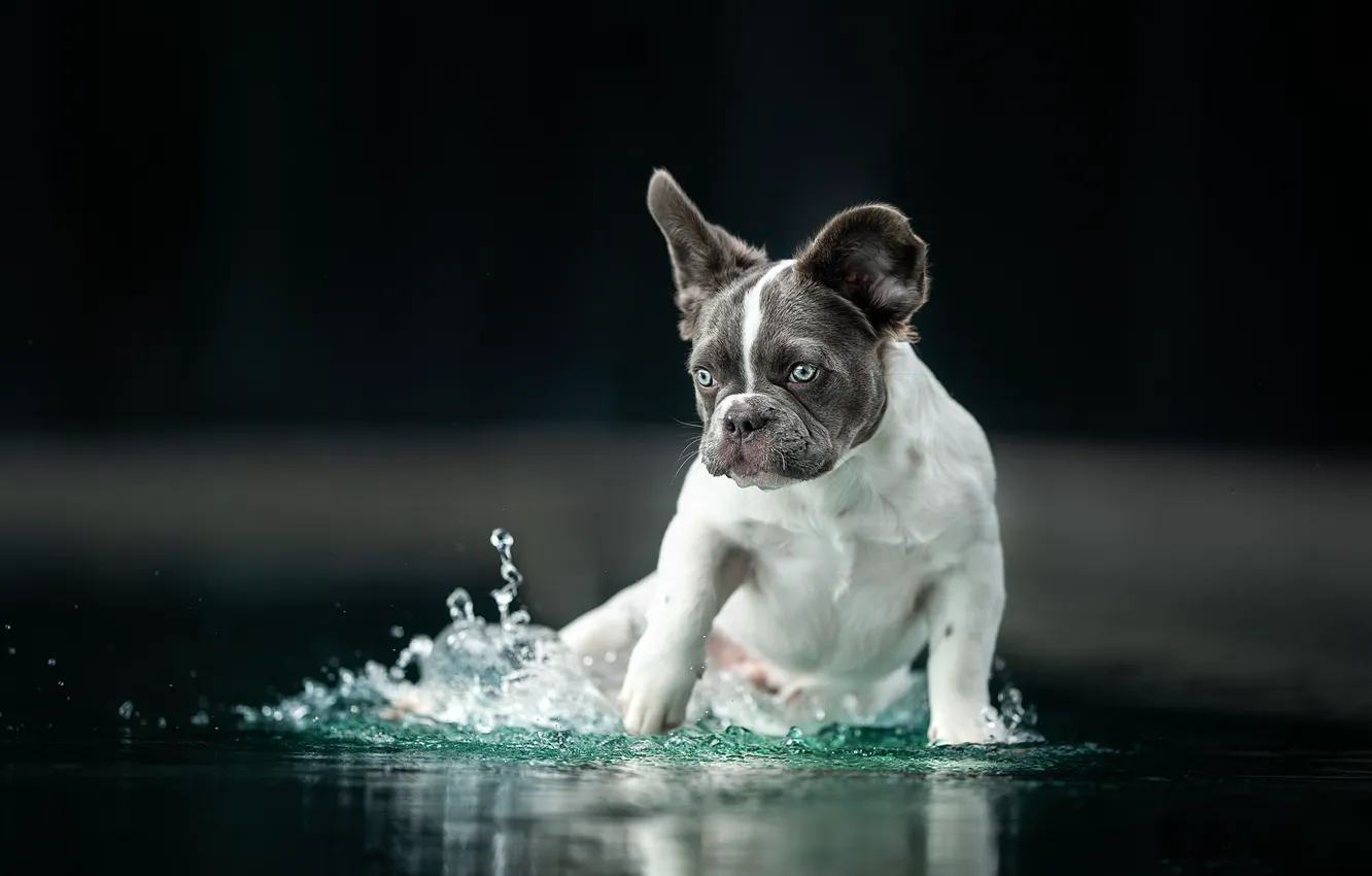 Photo wallpaper water, dog, puppy, the dark background, French bulldog