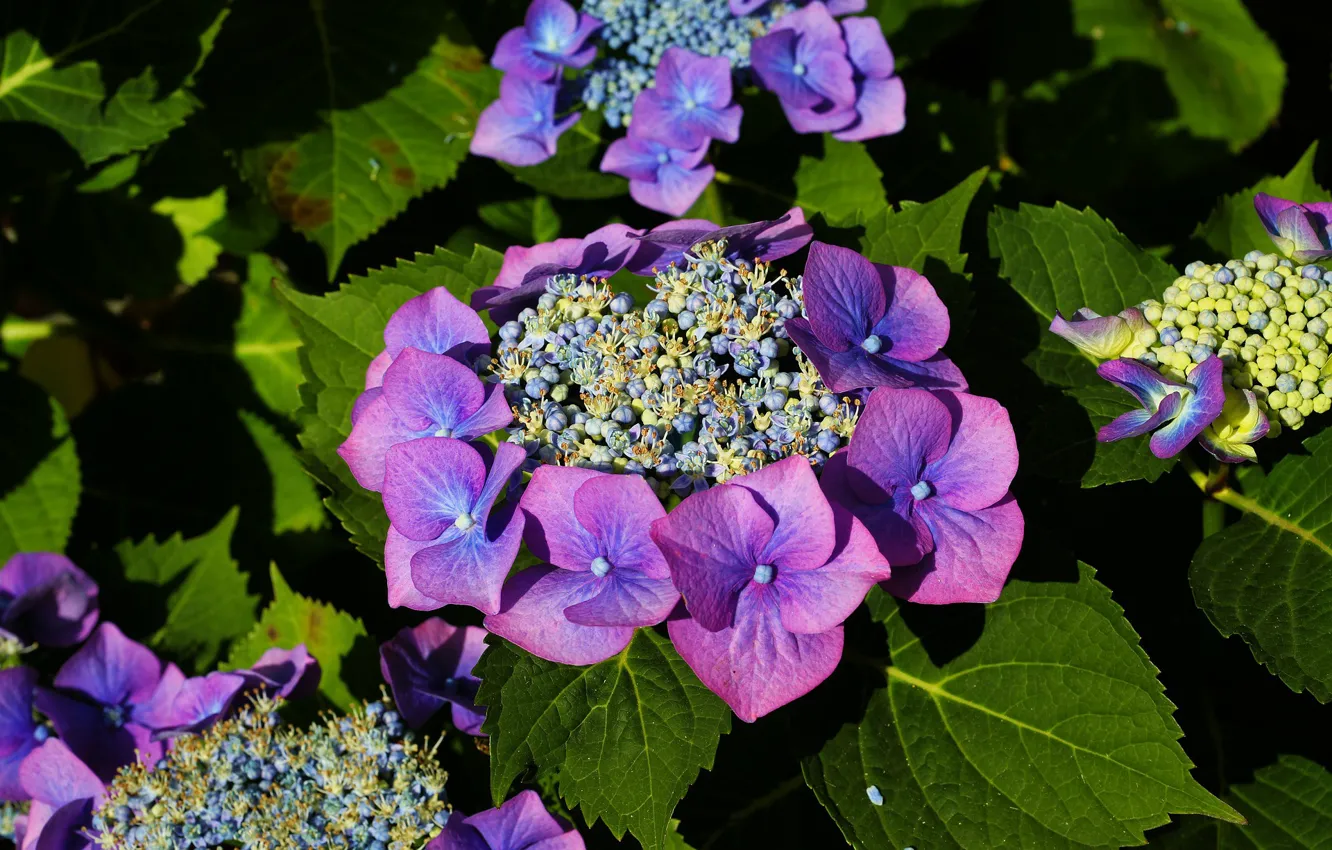 Photo wallpaper flowers, flowering, the bushes, hydrangea