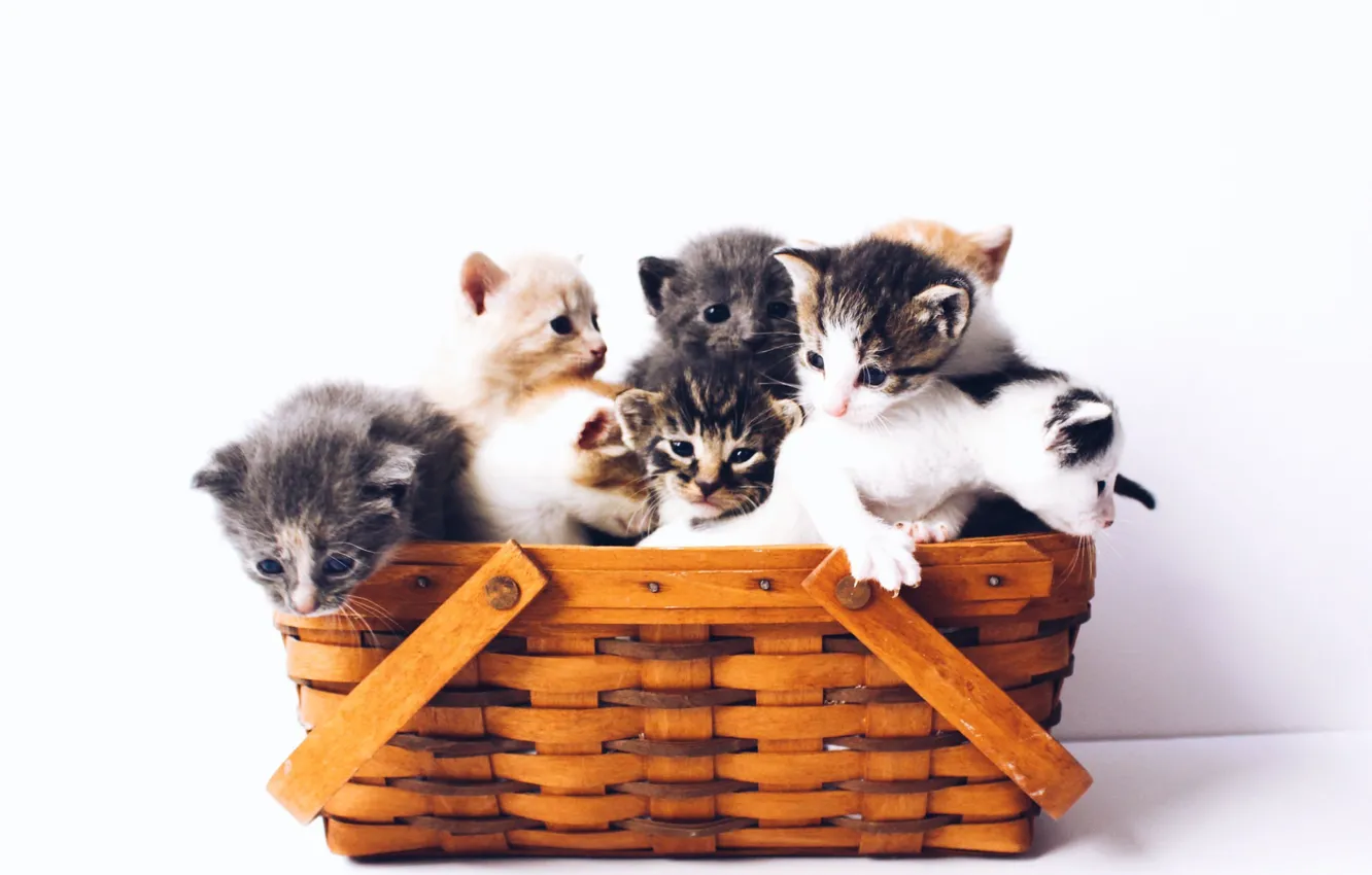 Photo wallpaper basket, kittens, white background