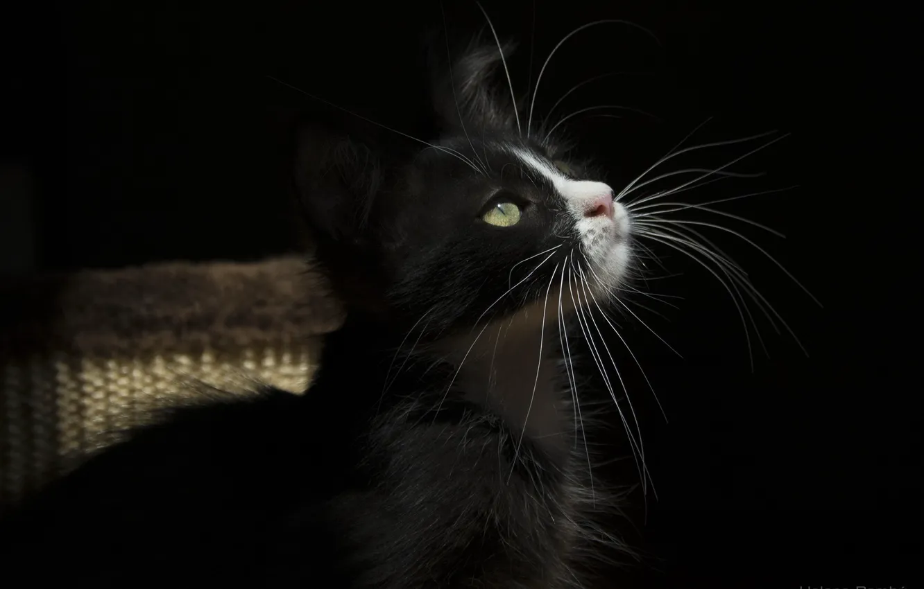 Photo wallpaper cat, cat, mustache, light, the dark background