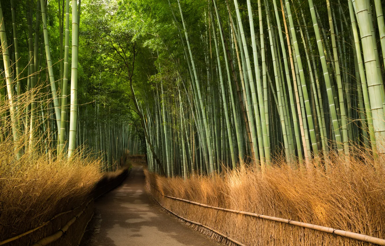 Photo wallpaper road, bamboo, Kyōto