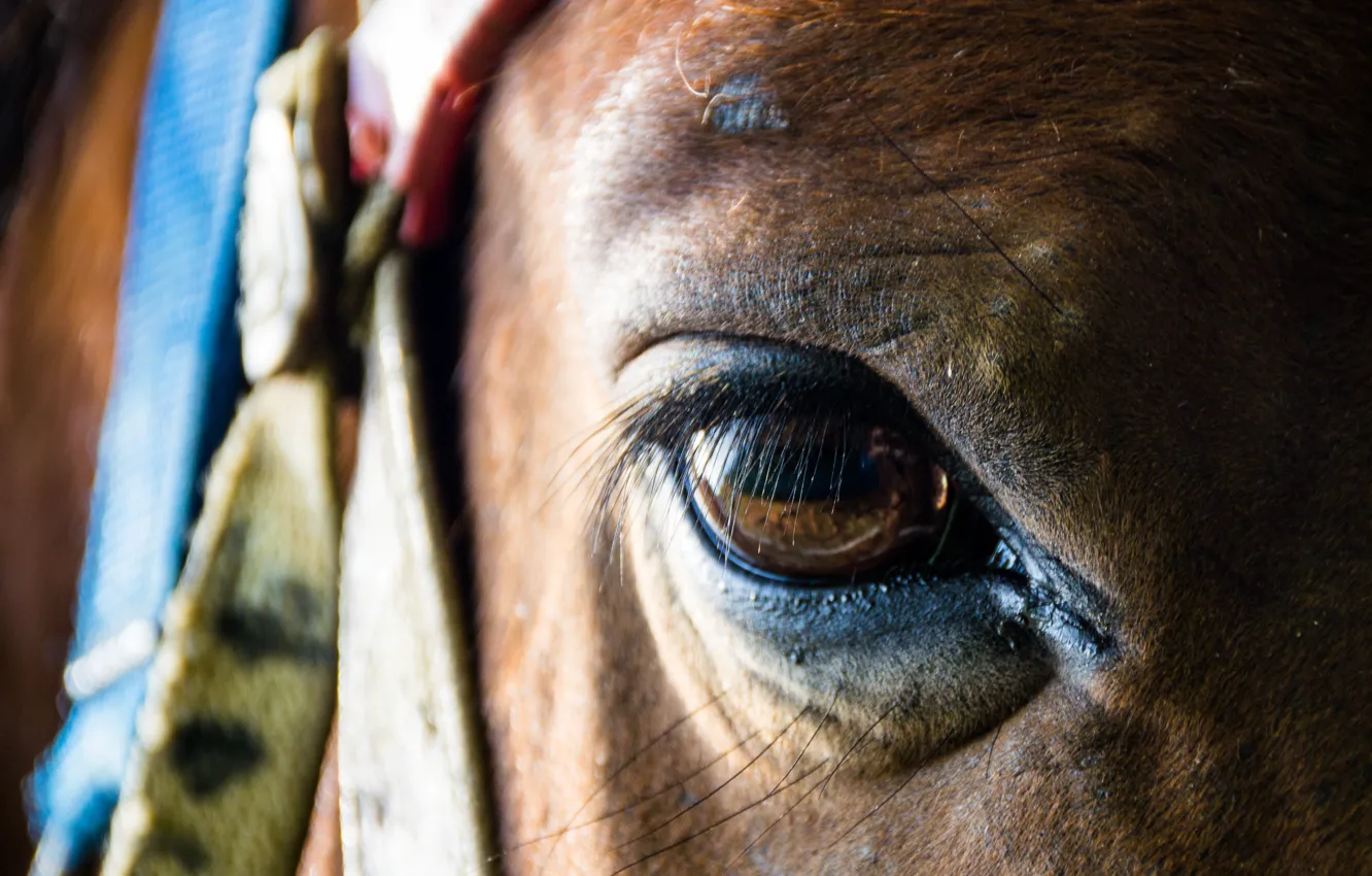 Photo wallpaper macro, eyes, horse
