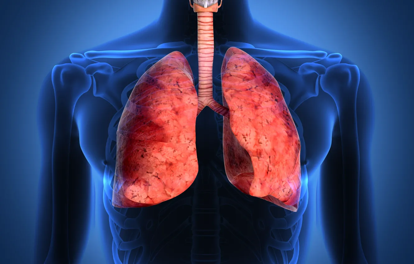 Photo wallpaper lungs, respiratory tract, human body