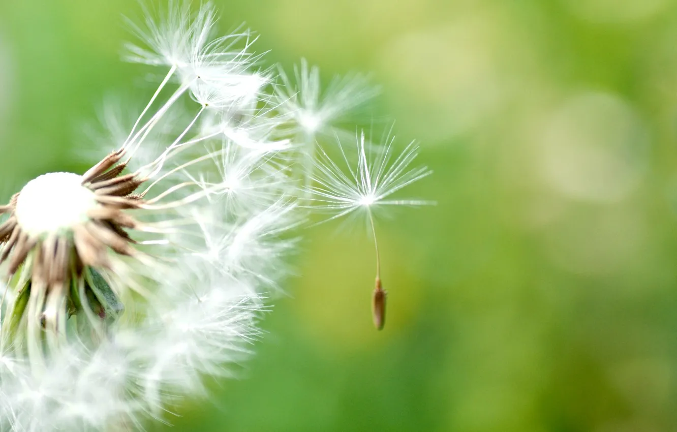Photo wallpaper macro, dandelion, Wallpaper, wallpaper, green background, widescreen, background, full screen