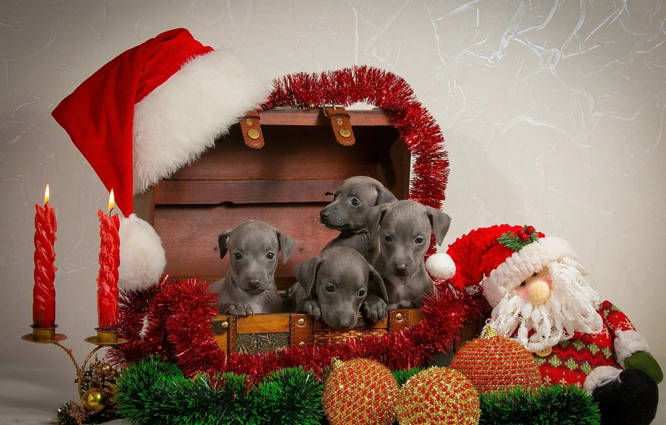 Photo wallpaper decoration, new year, puppy