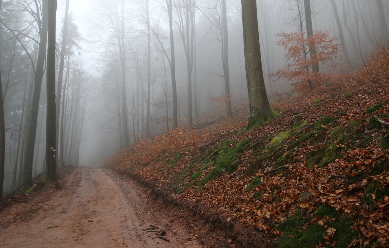 Photo wallpaper autumn, forest, fog, foliage, path