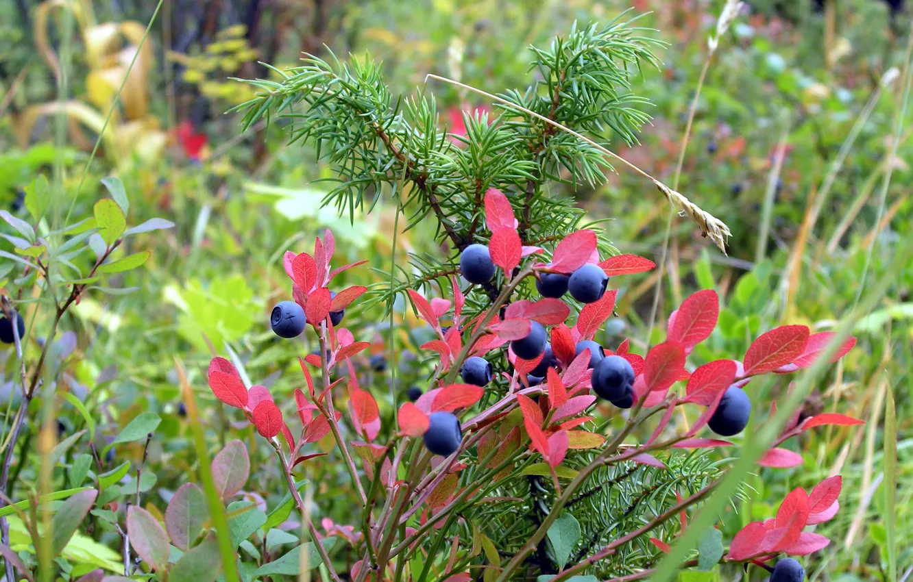 Photo wallpaper nature, plant, moss, blueberries