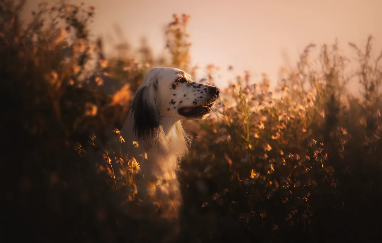 Photo wallpaper nature, each, dog