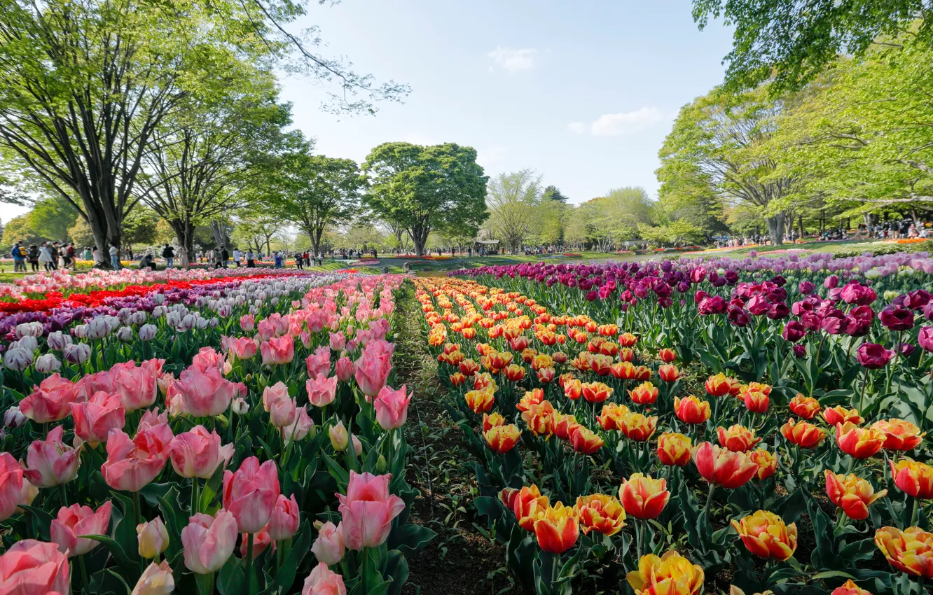 Photo wallpaper trees, flowers, Park, Japan, Tokyo, tulips, Tokyo, Japan