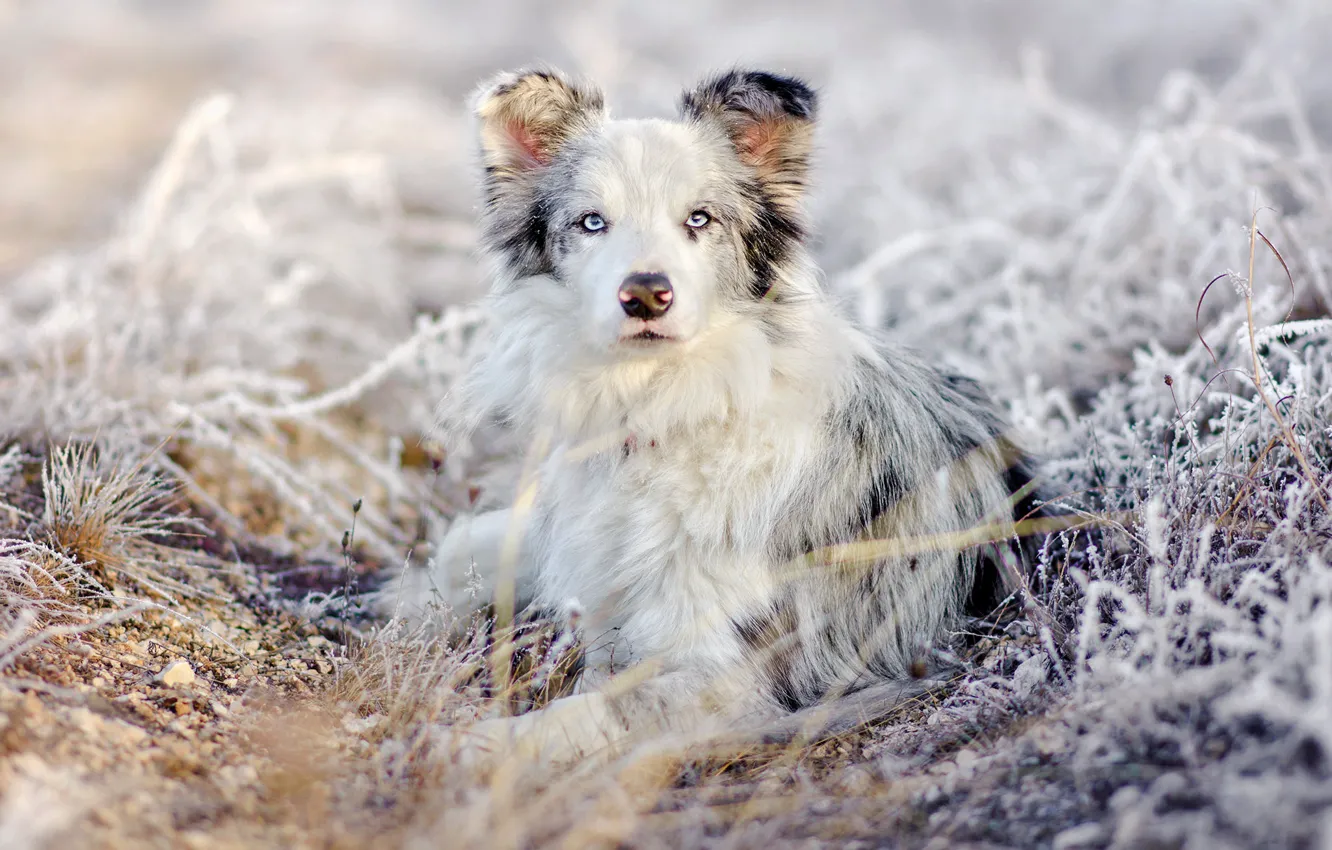 Photo wallpaper winter, frost, grass, look, snow, nature, portrait, dog