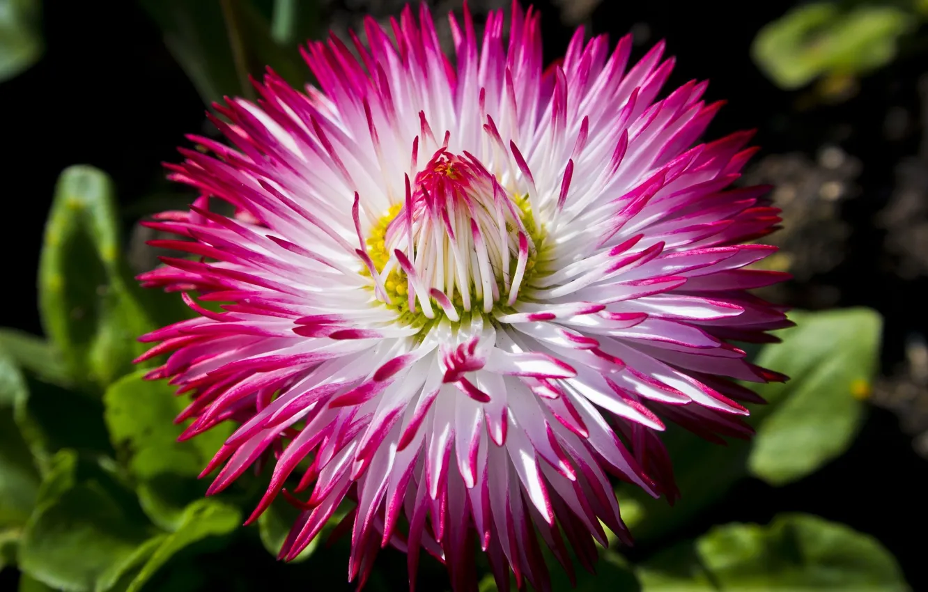 Photo wallpaper flowers, background, Daisy