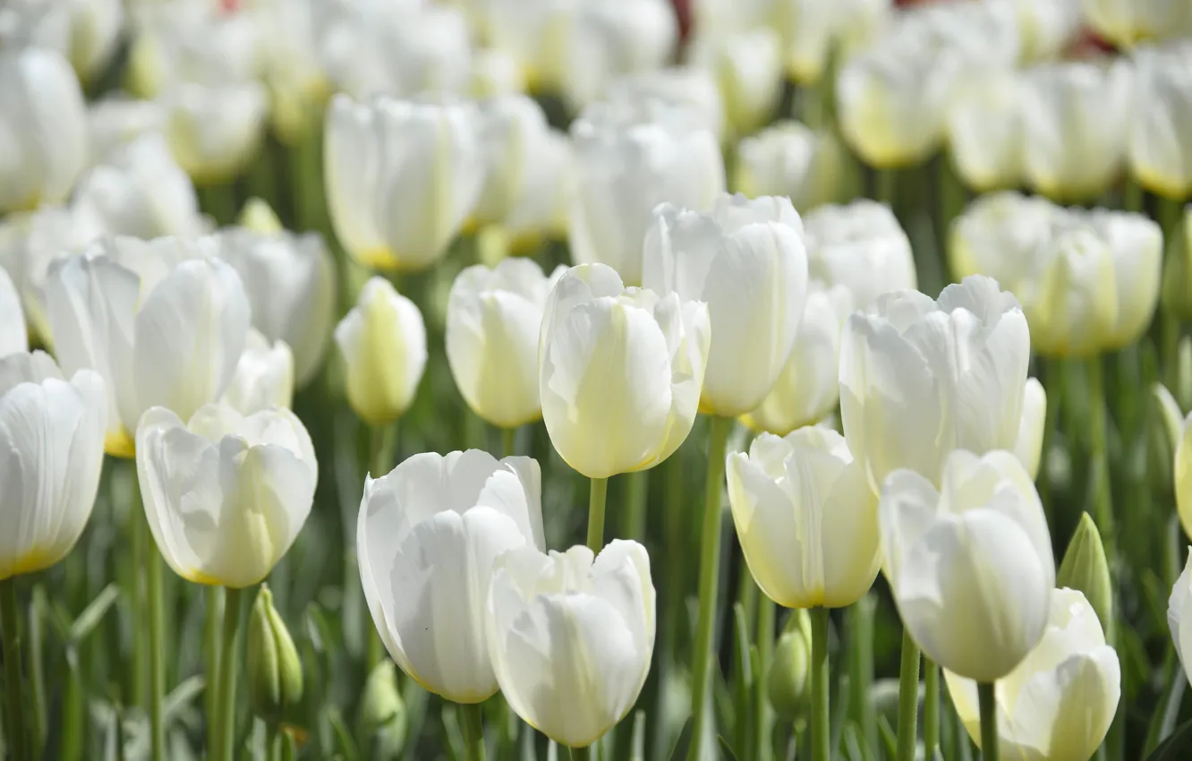 Photo wallpaper flowers, spring, tulips, white, buds, flowerbed, a lot