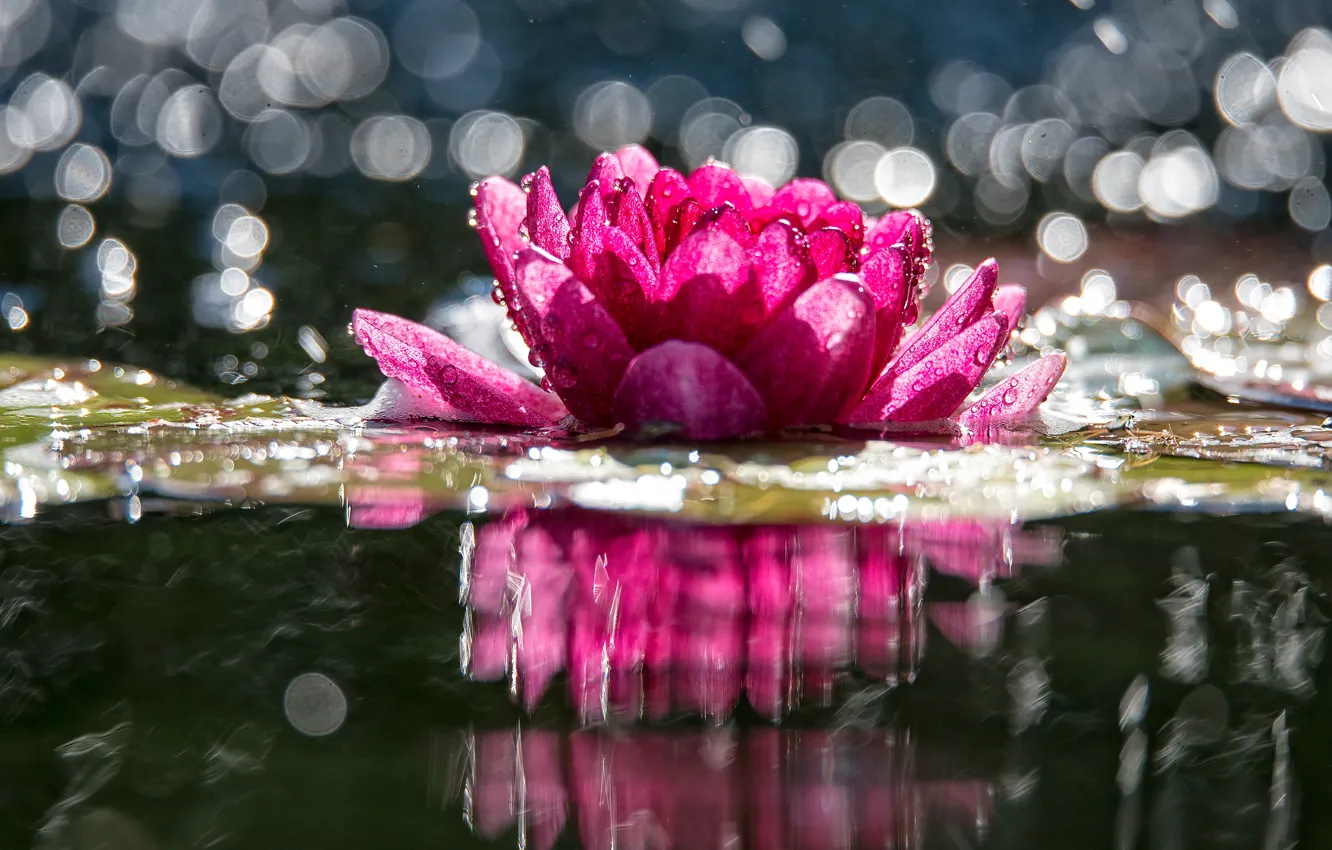 Photo wallpaper flower, water, drops, light, lake, glare, pond, reflection