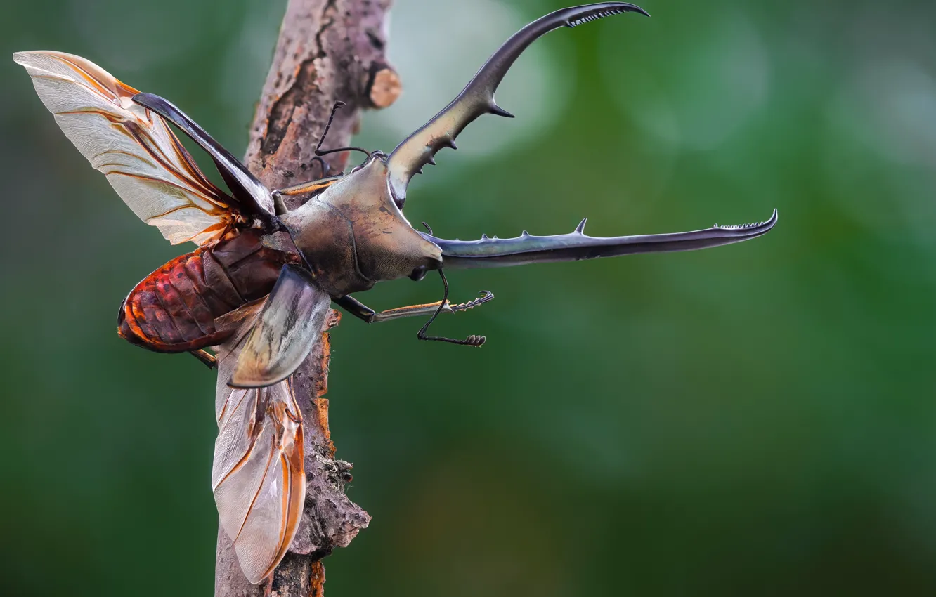 Photo wallpaper macro, branches, wings, beetle, large, horns, insect, the rise