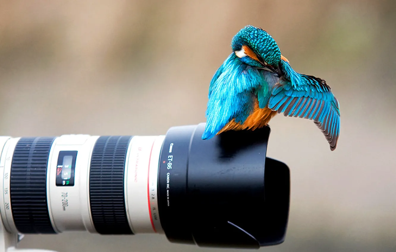 Photo wallpaper bird, the camera, bright, Kingfisher