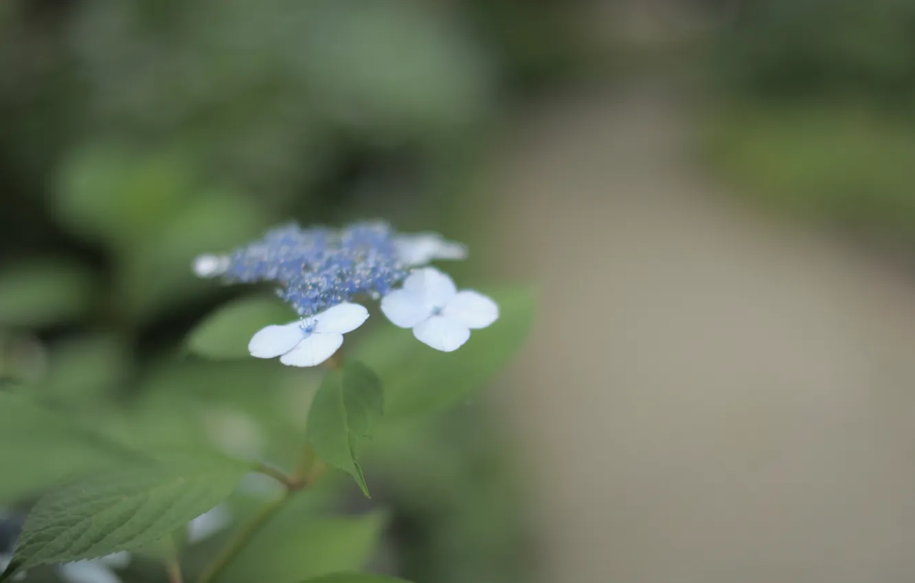 Photo wallpaper greens, leaves, macro, flowers, nature, blue, tenderness, plant