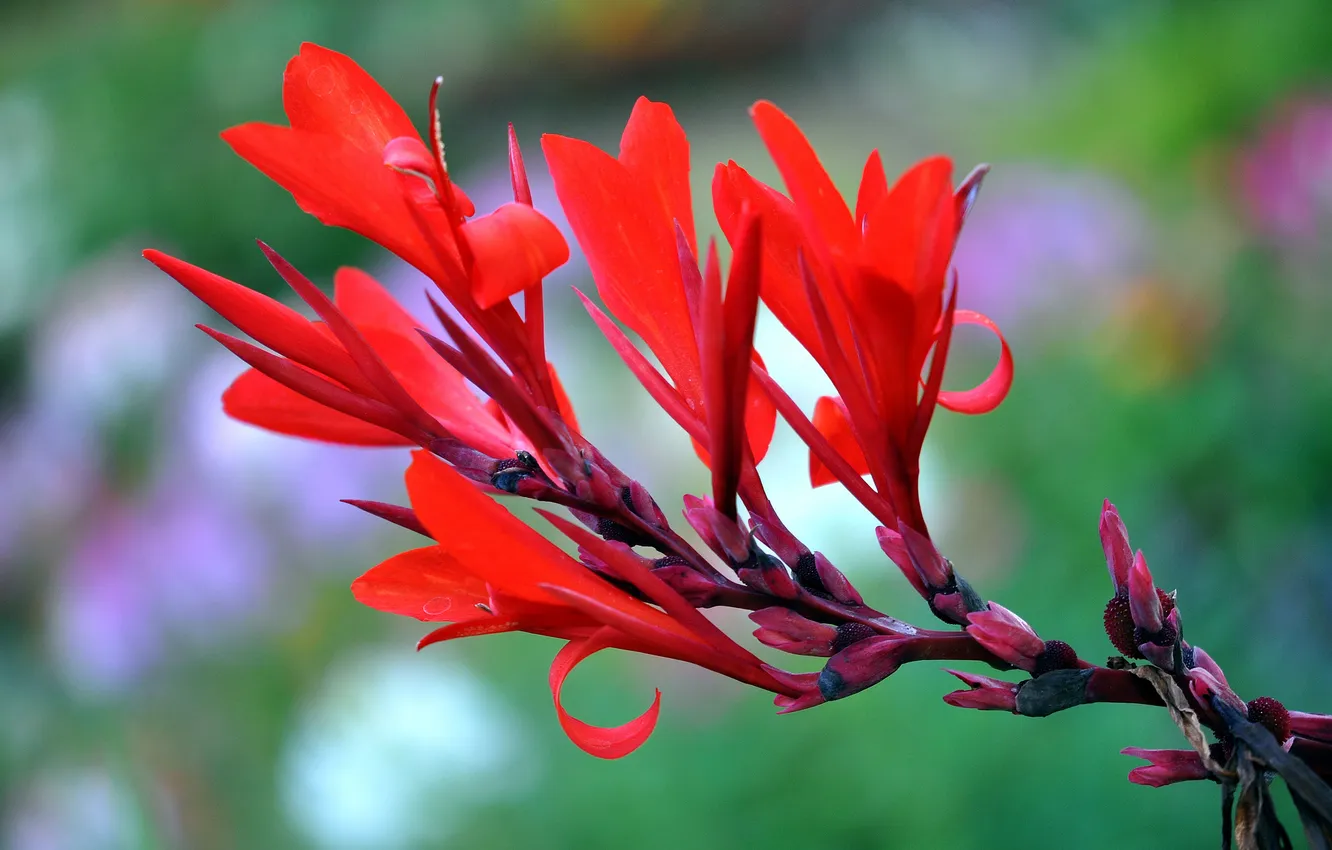 Photo wallpaper flowers, nature, plant, petals, exotic